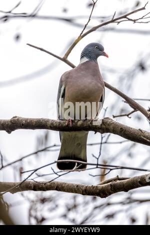 Grand pigeon de bois avec un corps gris et des plumes de cou irisées, fourrage sur le sol dans le Phoenix Park de Dublin. Banque D'Images