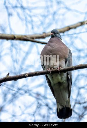 Grand pigeon de bois avec un corps gris et des plumes de cou irisées, fourrage sur le sol dans le Phoenix Park de Dublin. Banque D'Images