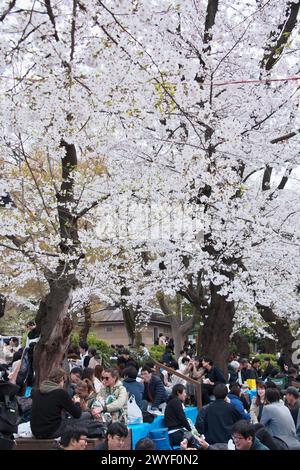 Tokyo, Japon. 06 avril 2024. Les gens sont vus profiter de la fête d'observation sous la fleur de cerisier au parc Ueno à Tokyo le samedi 6 avril 2024. Photo de Keizo Mori/UPI crédit : UPI/Alamy Live News Banque D'Images