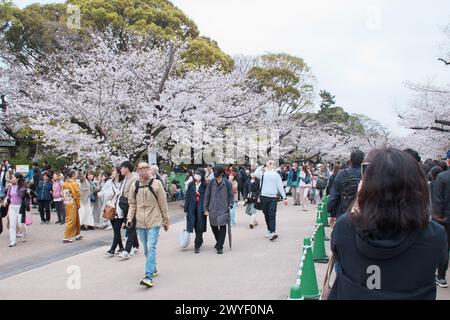 Tokyo, Japon. 06 avril 2024. Les gens se promènent le long des cerisiers en fleurs du parc Ueno à Tokyo le samedi 6 avril 2024. Photo de Keizo Mori/UPI crédit : UPI/Alamy Live News Banque D'Images