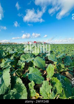 Vue de l'usine de méthanol et d'éthanol. Producteur polonais de bioéthanol et d'éthanol produit à partir de grains de maïs. L'usine de production est située près de Nysa in Banque D'Images