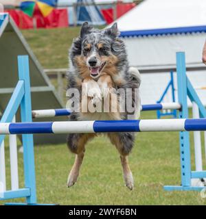 chien de berger australien en compétition dans l'agilité Banque D'Images