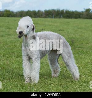 Bedlington terrier Banque D'Images