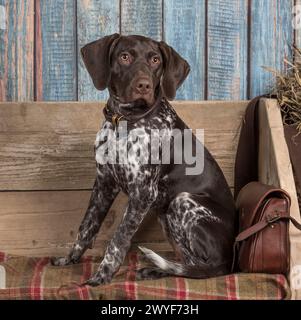 chiot aiguille allemand à poil court Banque D'Images