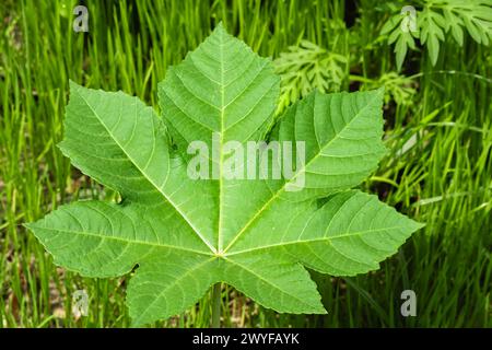 Installation d'huile de ricin. Ricinus communis, la fève de ricin ou plante d'huile de ricin, est une espèce de plante à fleurs vivaces de la famille des éperons, Green Leaf CA Banque D'Images