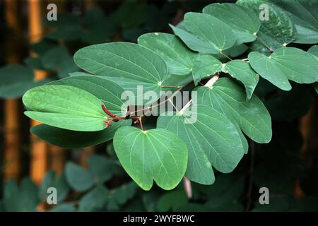 Arbre à orchidées, Bauhinia variegata, Caesalpinioideae, Fabaceae. Costa Rica. Originaire de l'Inde tropicale et de la Chine. Aka Camel's Foot tree et Mountain-Ebony. Banque D'Images