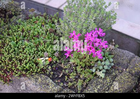 cresson de roche violet dans un mur de plantation Banque D'Images