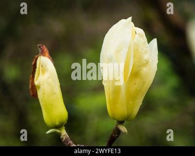 Fleur jaune pâle de l'hybride, magnolia d'arbre à floraison printanière, Magnolia 'Daybreak' x 'Gold Cup' Banque D'Images