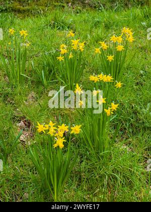 Jonquille jaune à floraison printanière précoce, Narcisse 'TETE a TETE', poussant dans l'herbe de jardin non tondue Banque D'Images