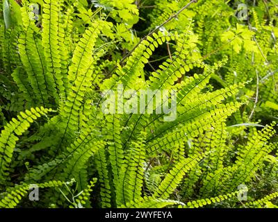 Asplenium trichomanes ou Maidenhair spleenwort fougère plante vert vif dans le rétroéclairage. Frondes longues et étroites se rétrécissant progressivement avec pinna arrondi Banque D'Images