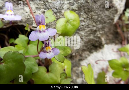 Fleurs de Cymbalaria muralis lilas avec des taches jaunes et des feuilles en gros plan. toadflax à feuilles de lierre ou usine de lierre Kenilworth. Banque D'Images