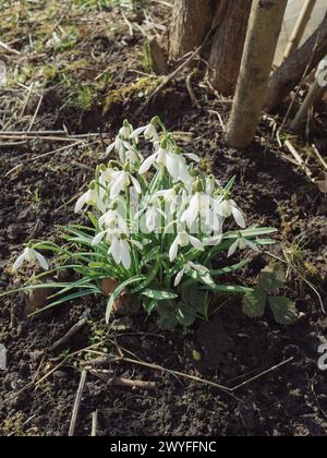 Gros plan vertical de chutes de neige blanche dans le jardin. Banque D'Images