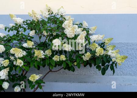 Détail d'une hortensia paniculata, ou hortensia paniculée paniquée, une espèce de plante à fleurs de la famille des hydrangeaceae, contre mur bleu pâle, France Banque D'Images