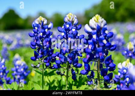 Gros plan de belles fleurs de Bluebonnet en pleine floraison avec un ciel ensoleillé et des arbres en arrière-plan. Banque D'Images