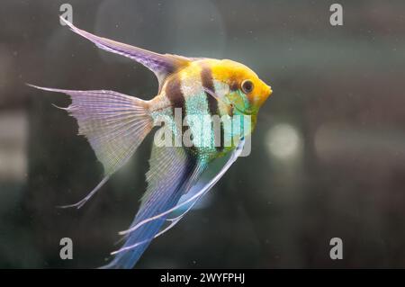 Scalaires poissons dans le réservoir d'aquarium Banque D'Images