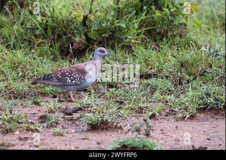 Pigeon moucheté (Columba Guinea) se nourrissant sur le sol Banque D'Images