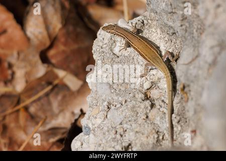 Lézard hispanique ibérique, Podarcis hispanicus, sur rocher dans le ravin Encantada, Beniarres, Espagne Banque D'Images