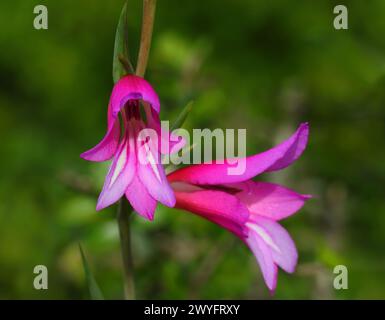 Printemps, Oeiras, Portugal. Gladiolus illyricus - gladiolus sauvage poussant à l'état sauvage dans l'oliveraie. Mise au point sélective peu profonde pour un effet. Arrière-plan bokeh. Banque D'Images