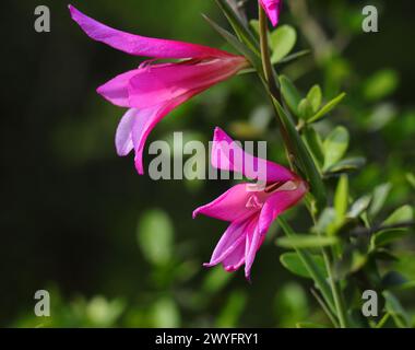 Printemps, Oeiras, Portugal. Gladiolus illyricus - gladiolus sauvage poussant à l'état sauvage dans l'oliveraie. Mise au point sélective peu profonde pour un effet. Arrière-plan bokeh. Banque D'Images