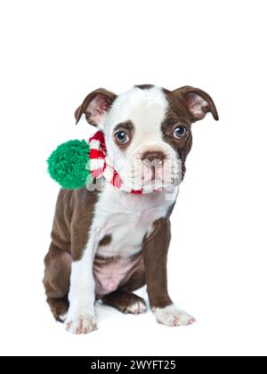 Une photo studio d'un chiot innocent et timide Boston Terrier sur fond blanc. Banque D'Images