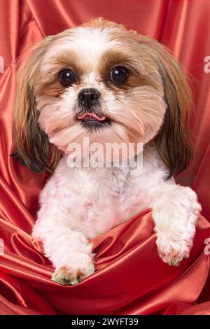 Portrait en gros plan d'un chien Shima mignon avec sa langue qui dépasse. Un croisement entre un Shitsu et un Maltais. Banque D'Images