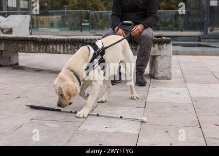 Jeune Labrador blanc apprenant, avec un instructeur de mobilité de chien-guide, à être un chien d'assistance pour les personnes aveugles ou malvoyantes. Banque D'Images