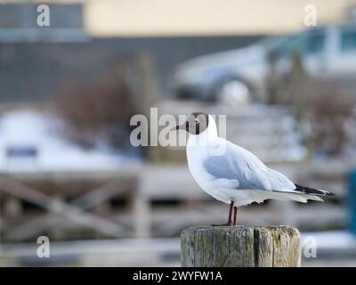 Une mouette sur la rive de la rivière par une journée ensoleillée avec un fond flou. Turku, Finlande Banque D'Images