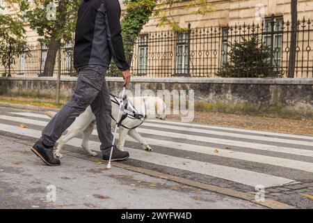 Chien-guide aidant un malvoyant à traverser la rue au passage pour piétons. Notions d'aides à la mobilité dans la vie quotidienne des aveugles. Banque D'Images