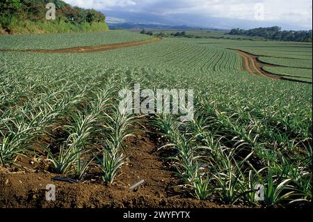 Maui, Hawaii, USA - champs d'ananas, Haleakala en arrière-plan. Banque D'Images