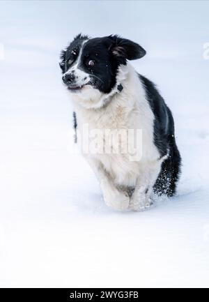 Un drôle de Border Collie qui court dans une neige profonde, New Jersey, USA Banque D'Images