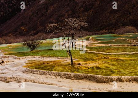 Un seul arbre se dresse en bonne place dans un paysage naturel Banque D'Images