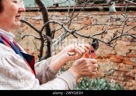 Femme âgée élaguant des branches de pomme. Heure du printemps Banque D'Images