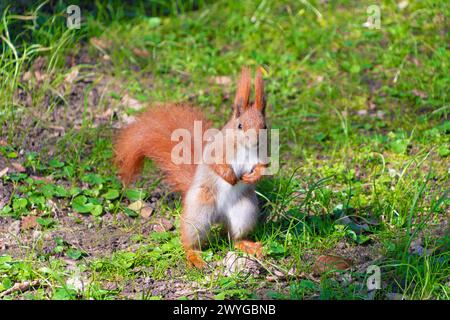 Mignon écureuil rouge se tient sur ses pattes arrière dans le parc. Animaux dans la nature. Rongeurs. Banque D'Images