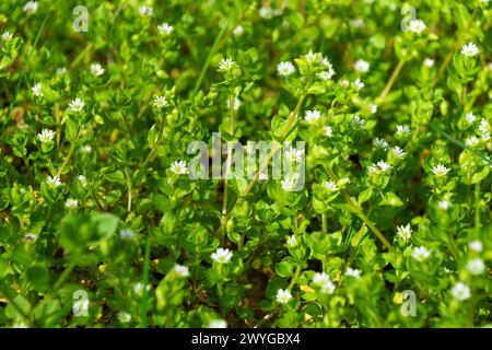 Petites fleurs blanches de Stellaria media, chichweed. Fond naturel floral. Banque D'Images