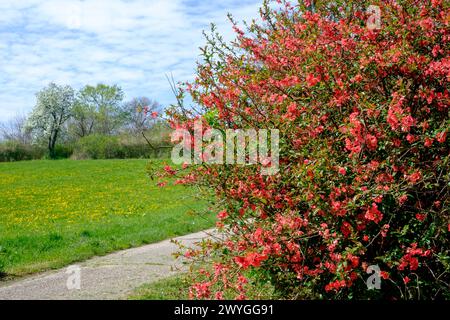 floraison sur arbuste coing japonais chaenomeles speciosa village rural zala comté hongrie Banque D'Images