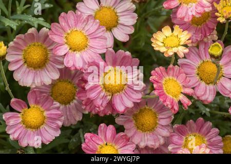 Marguerite Daisy 'Angelic Sweets' en fleur. Banque D'Images