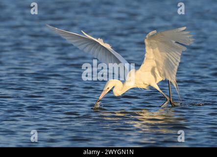 Aigrette rougeâtre (Egretta rufescens), morph blanc, attrapant un peu de poisson dans le marais de marée, Galveston, Texas, USA. Banque D'Images