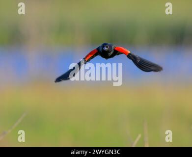 Oiseau noir mâle à ailes rouges (Agelaius phoeniceus) volant et montrant au-dessus des marais de marée, Galveston, Texas, États-Unis. Banque D'Images