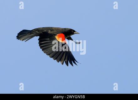 Oiseau noir mâle à ailes rouges (Agelaius phoeniceus) volant dans le ciel bleu, Galveston, Texas, États-Unis. Banque D'Images