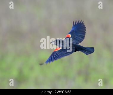 Oiseau noir mâle à ailes rouges (Agelaius phoeniceus) volant, chantant et exposant au-dessus de son aire de répartition au marais de marée, Galveston, Texas, États-Unis. Banque D'Images