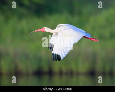 American Ibis blanc (Eudocimus albus) survolant tidal marsh, Galveston, Texas, États-Unis. Banque D'Images