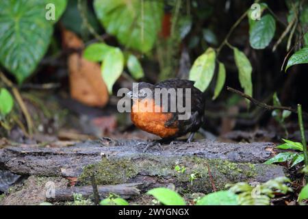 Odontophorus melanonotus (Odontophorus melanonotus) est une espèce d'oiseau de la famille des Odontophoridae, qui est la caille du Nouveau monde. Banque D'Images