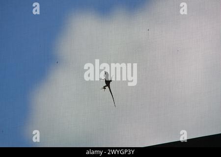 Un lézard anole brun perché à l'extérieur d'un patio moustiquaire ; sa silhouette perceptible alors qu'il penche sa tête vers le haut contre une toile d'un ciel nuageux blanc. Banque D'Images