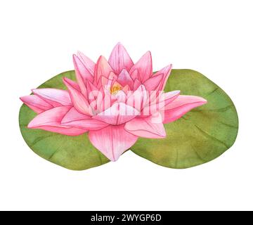 Bourgeons Lotus rose et feuilles vertes. Aquarelle illustration botanique Lily d'eau tropicale et feuilles vertes sur fond isolé. Fleurs dessinées à la main Banque D'Images