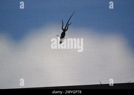 Une silhouette d'un petit lézard brun Anole sur l'extérieur du patio moustiquaire, avec sa tête inclinée vers le bas, contre un ciel bleu et blanc. Banque D'Images