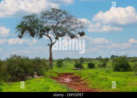 Chilling Lions fierté sous l'arbre dans le parc national africain. Arrière-plan de la nature. Concept de voyage en Afrique et d'animaux sauvages Banque D'Images