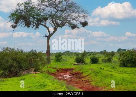 Chilling Lions fierté sous l'arbre dans le parc national africain. Arrière-plan de la nature. Concept de voyage en Afrique et d'animaux sauvages Banque D'Images