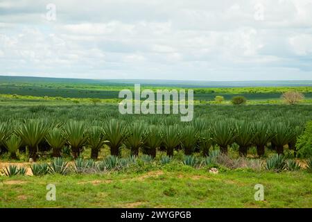 Vue sur les champs verts d'ananas et le ciel bleu en Afrique. Arrière-plan de la nature. Concept de voyage en Afrique et d'animaux sauvages Banque D'Images