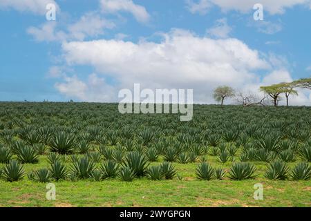 Vue sur les champs verts d'ananas et le ciel bleu en Afrique. Arrière-plan de la nature. Concept de voyage en Afrique et d'animaux sauvages Banque D'Images