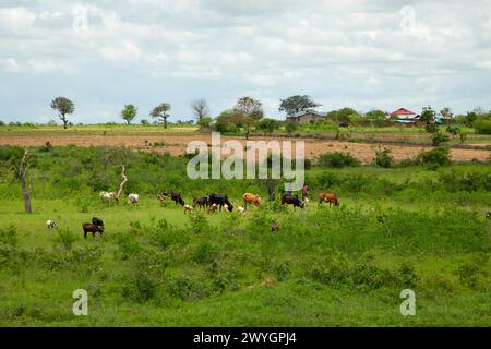Groupe de vaches paissant sur le village de pâturage dans le paysage africain. Arrière-plan de la nature. Concept de voyage en Afrique et d'animaux sauvages Banque D'Images